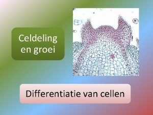 Celdeling en groei Differentiatie van cellen Differentiatie specialisatie
