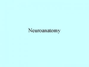 Neuroanatomy Brain Organization Spinal Cord Anatomy Dorsal Ventral