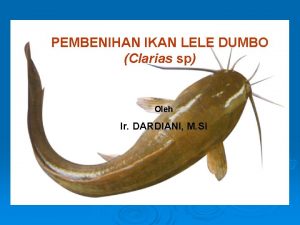 PEMBENIHAN IKAN LELE DUMBO Clarias sp Oleh Ir