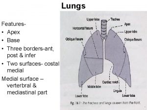 Lungs apex base