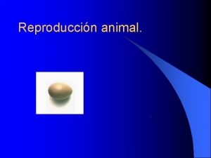 Reproduccin animal Reproduccin animal Los organismos pueden crear