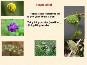 YONCA CNS Yonca cinsi ierisinde tek ve ok