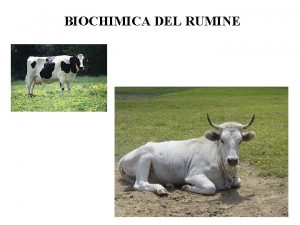 BIOCHIMICA DEL RUMINE APPARATO DIGERENTE DI VARIE SPECIE