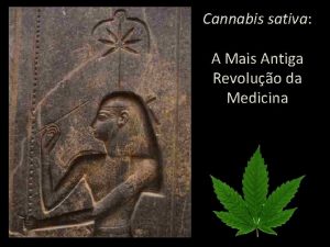Cannabis sativa A Mais Antiga Revoluo da Medicina