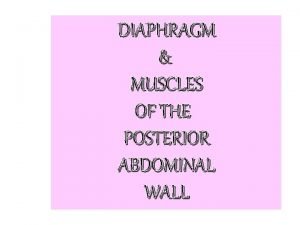 DIAPHRAGM MUSCLES OF THE POSTERIOR ABDOMINAL WALL Diaphragm