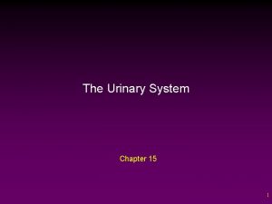 The urinary system chapter 15