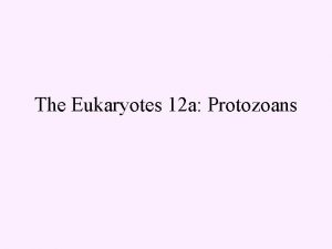 The Eukaryotes 12 a Protozoans Eukaryotes in general