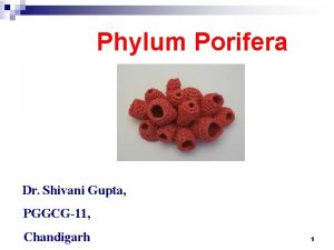 Phylum Porifera Dr Shivani Gupta PGGCG11 Chandigarh 1