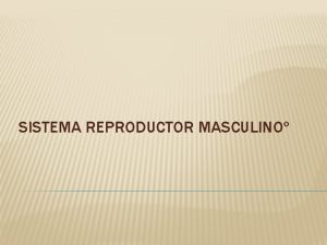 SISTEMA REPRODUCTOR MASCULINO APARATO REPRODUCTOR MASCULINO FUNCIONES El