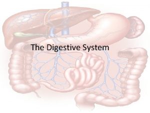 The Digestive System The Digestive System Hungry Anyone