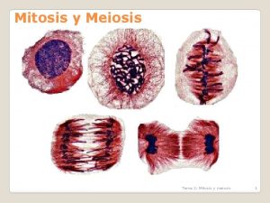 Mitosis y Meiosis Tema 2 Mitosis y meiosis