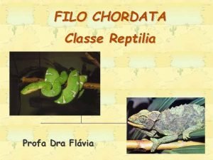 FILO CHORDATA Classe Reptilia Profa Dra Flvia Divulgao