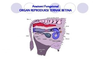 Anatomi Fungsional ORGAN REPRODUKSI TERNAK BETINA 1 OVARIUM
