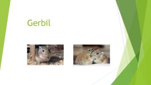 Gerbil Gezondheid meten hoe herken je een gezond