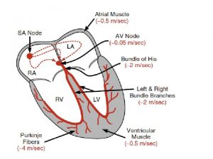 Causes of cardiac arrhythmias Abnormal rhythmicity of the