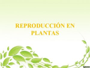 REPRODUCCIN EN PLANTAS Reproduccin Asexual De un organismo