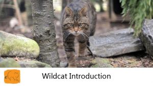 Wildcat Introduction What is a Wildcat in Scotland