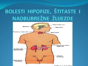 BOLESTI HIPOFIZE TITASTE I NADBUBRENE LIJEZDE Endokrinoloki sustav
