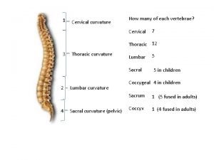 1 Cervical curvature How many of each vertebrae