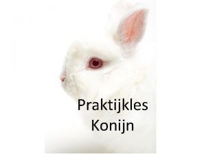 Worpgrootte konijn