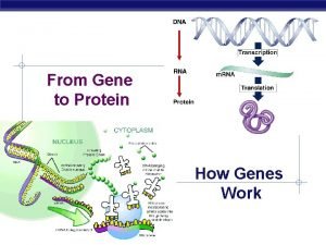 From Gene to Protein How Genes Work AP