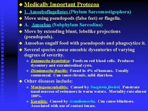 Classification of medically important protozoa