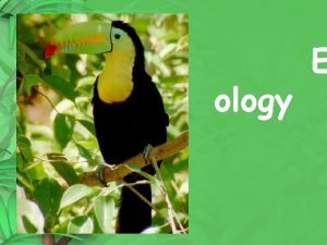 ology E WHAT IS ECOLOGY Ecology the scientific