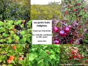 Les petits fruits indignes Prpar par Vicky Brub