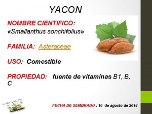 YACON NOMBRE CIENTIFICO Smallanthus sonchifolius FAMILIA Asteraceae USO