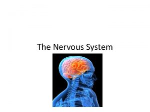 Nervous tissue in the lungs