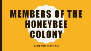 MEMBERS OF THE HONEYBEE COLONY CAMERON MITCHELL STUDENT