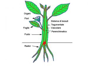 Tessuto vascolare piante