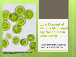 Lipid Content of Various Microalgal Species found in