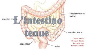 Intestino tenue Intestino tenue