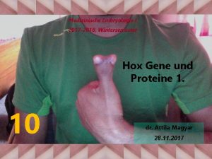 Medizinische Embryologie I 2017 2018 Wintersemester Hox Gene