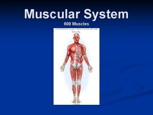 600 muscles 600 muscles