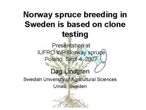 Norway spruce breeding in Sweden is based on