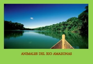 ANIMALES DEL RIO AMAZONAS EL CAIMN ES CARNVORO