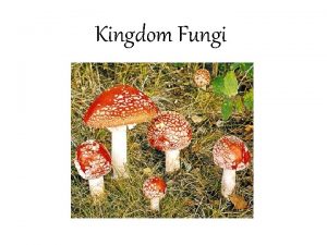 How do fungi obtain energy symbiotic