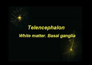 Telencephalon White matter Basal ganglia Telencephalic white matter
