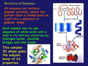 All enzymes are globular proteins