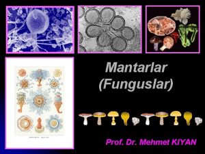 Mantarlar Funguslar Prof Dr Mehmet KIYAN Ama Bu