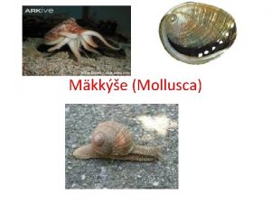 Mkke Mollusca Charakteristika Vskyt vodn sekundrne suchozemsk Tvar