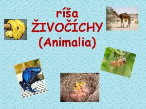 ra IVOCHY Animalia Charakteristika mnohobunkovcov mnohobunkov heterotrofn organizmy