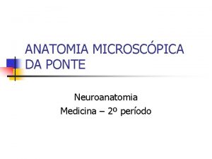 ANATOMIA MICROSCPICA DA PONTE Neuroanatomia Medicina 2 perodo