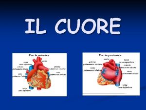 IL CUORE Il cuore lorgano centrale del sistema