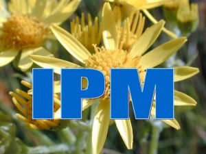 What is IPM IPM integrated pest management is
