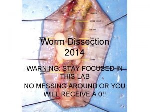Worm heart Worm heart