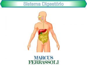 Sistema Digestrio Sistema Digestrio Introduo Funo resumida Transformar
