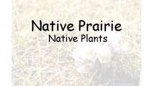 Prairie grass roots Prairie grass roots
